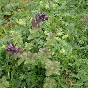 Photographie n°2570480 du taxon Bartsia alpina L.