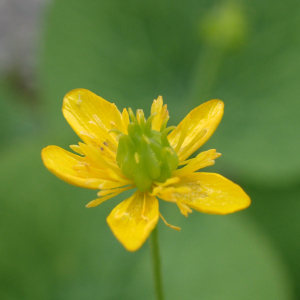 Photographie n°2570493 du taxon Ranunculus thora L.