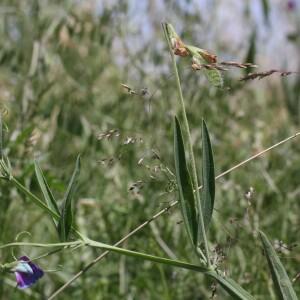 Photographie n°2570498 du taxon Lathyrus hirsutus L. [1753]