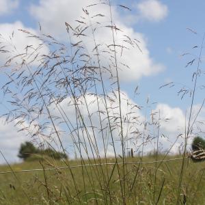 Photographie n°2570502 du taxon Deschampsia cespitosa (L.) P.Beauv.