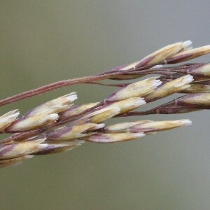 Photographie n°2570504 du taxon Deschampsia cespitosa (L.) P.Beauv.