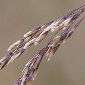 Photographie n°2570505 du taxon Deschampsia cespitosa (L.) P.Beauv.