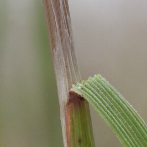 Photographie n°2570506 du taxon Deschampsia cespitosa (L.) P.Beauv.