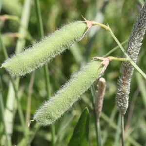 Photographie n°2570507 du taxon Lathyrus hirsutus L. [1753]