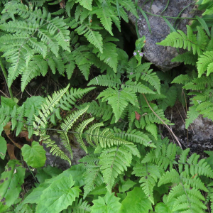 Photographie n°2570516 du taxon Gymnocarpium dryopteris (L.) Newman