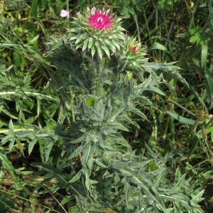 Photographie n°2570531 du taxon Carduus nutans L.