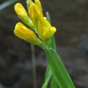 Photographie n°2570537 du taxon Genista sagittalis L.