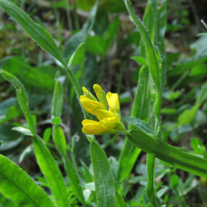 Photographie n°2570538 du taxon Genista sagittalis L.