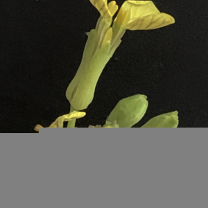 Photographie n°2570630 du taxon Raphanus raphanistrum subsp. landra (Moretti ex DC.) Bonnier & Layens [1894]