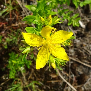 Photographie n°2570684 du taxon Hypericum perforatum L. [1753]