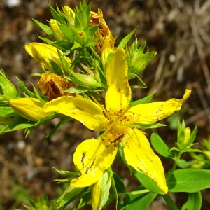 Photographie n°2570685 du taxon Hypericum perforatum L. [1753]