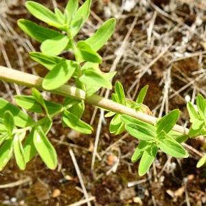 Photographie n°2570686 du taxon Hypericum perforatum L. [1753]