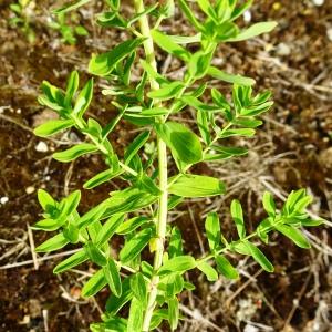 Photographie n°2570687 du taxon Hypericum perforatum L. [1753]