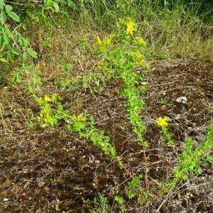 Photographie n°2570688 du taxon Hypericum perforatum L. [1753]