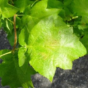 Photographie n°2570703 du taxon Sorbus torminalis (L.) Crantz [1763]