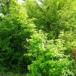 Photographie n°2570705 du taxon Sorbus torminalis (L.) Crantz [1763]