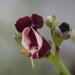 Photographie n°2570744 du taxon Scrophularia canina subsp. hoppei (W.D.J.Koch) P.Fourn.