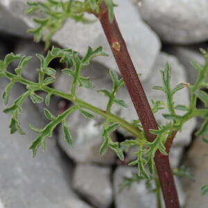 Photographie n°2570748 du taxon Scrophularia canina subsp. hoppei (W.D.J.Koch) P.Fourn.