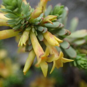 Photographie n°2570759 du taxon Thymelaea dioica (Gouan) All.