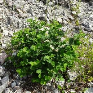 Photographie n°2570805 du taxon Corylus avellana L. [1753]