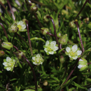 Photographie n°2570836 du taxon Sagina saginoides (L.) H.Karst.