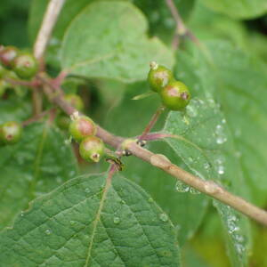 Photographie n°2570837 du taxon Lonicera xylosteum L.