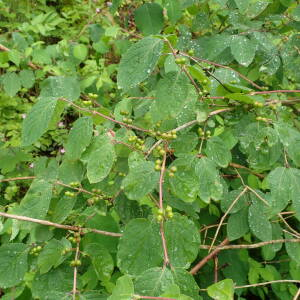 Photographie n°2570840 du taxon Lonicera xylosteum L.