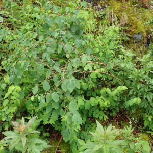 Photographie n°2570841 du taxon Lonicera xylosteum L.