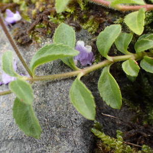 Photographie n°2570849 du taxon Veronica officinalis L.