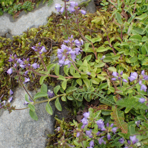 Photographie n°2570850 du taxon Veronica officinalis L.