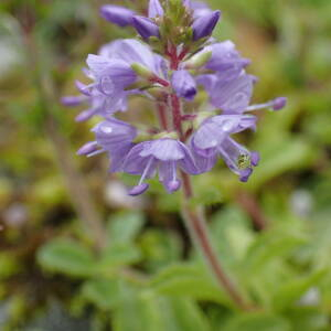 Photographie n°2570851 du taxon Veronica officinalis L.