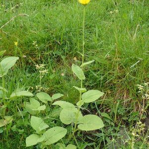 Photographie n°2570855 du taxon Doronicum pardalianches L.