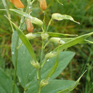 Photographie n°2570857 du taxon Lathyrus ochraceus subsp. ochraceus 