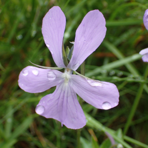 Photographie n°2570871 du taxon Viola cornuta L.