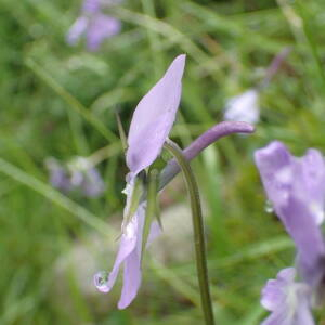 Photographie n°2570872 du taxon Viola cornuta L.