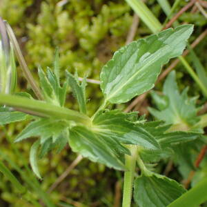 Photographie n°2570873 du taxon Viola cornuta L.