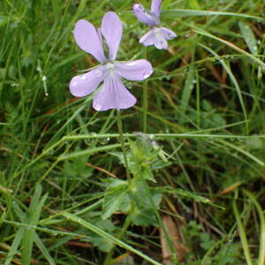 Photographie n°2570874 du taxon Viola cornuta L.