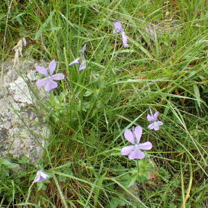 Photographie n°2570875 du taxon Viola cornuta L.