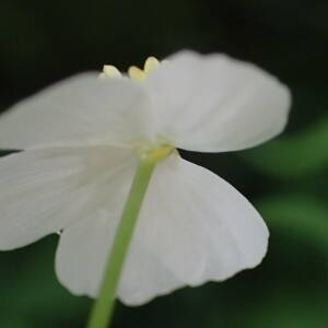 Photographie n°2570891 du taxon Ranunculus platanifolius L.