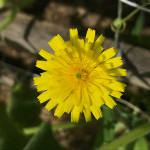 Photographie n°2570911 du taxon Picris hieracioides L. [1753]