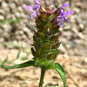 Photographie n°2570917 du taxon Prunella vulgaris L.