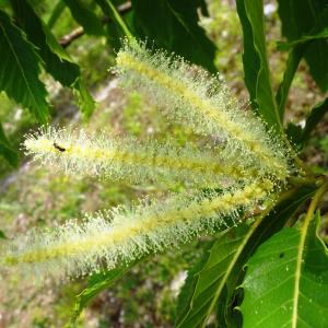 Photographie n°2570958 du taxon Castanea sativa Mill. [1768]