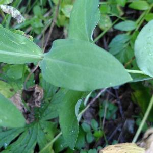 Photographie n°2570965 du taxon Silene vulgaris (Moench) Garcke [1869]