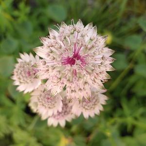 Photographie n°2570972 du taxon Astrantia major L. [1753]