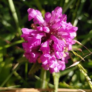 Photographie n°2570976 du taxon Betonica hirsuta L. [1771]