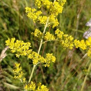 Photographie n°2570977 du taxon Galium verum L. [1753]