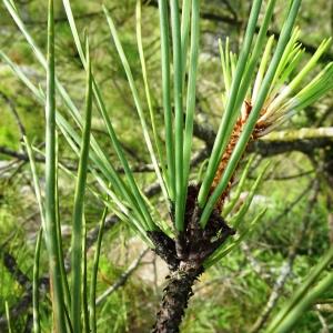 Photographie n°2570991 du taxon Pinus nigra J.F.Arnold [1785]