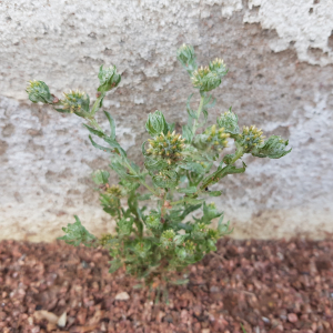 Photographie n°2571055 du taxon Filago germanica (L.) L.