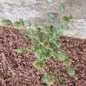 Photographie n°2571056 du taxon Filago germanica (L.) L.