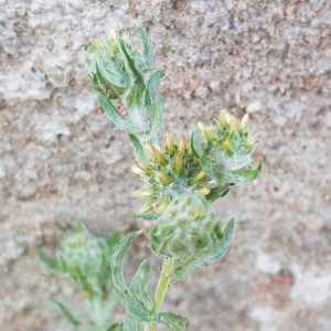 Photographie n°2571057 du taxon Filago germanica (L.) L.